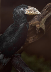 Piping hornbill © svobodacontributor