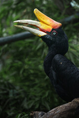 Rhinoceros hornbill © svobodacontributor
