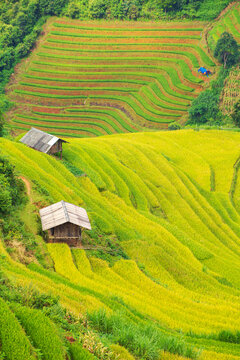 Breathtaking scenery of terraced rice fields. Picturesque rice terraces of Mu Cang Chai.