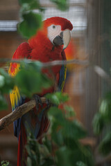 Scarlet macaw © svobodacontributor