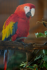 Scarlet macaw © svobodacontributor