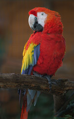 Obraz premium Scarlet macaw