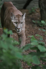 Cougar © svobodacontributor