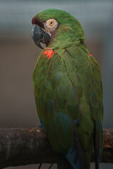 Chestnut-fronted macaw © svobodacontributor