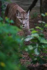 Cougar © svobodacontributor