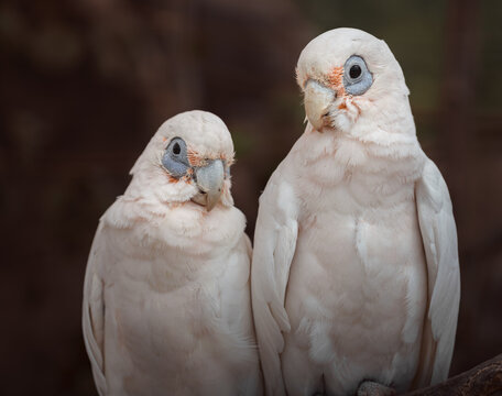 Little corella