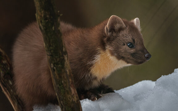 European pine marten