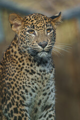 Obraz premium Sri Lankan leopard