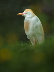 Obraz premium Cattle egret