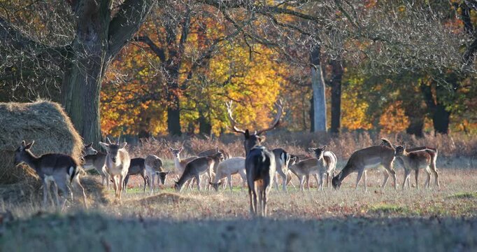 Large herd of fallow deer, including a dominant buck, peacefully grazes on a sunny autumn morning in a wildlife park, with a vibrant forest backdrop displaying rich seasonal colors