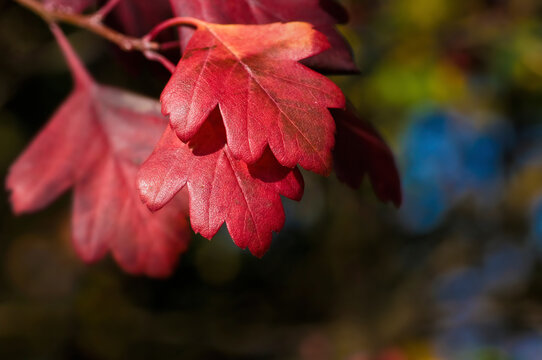 rotes Herbstlaub