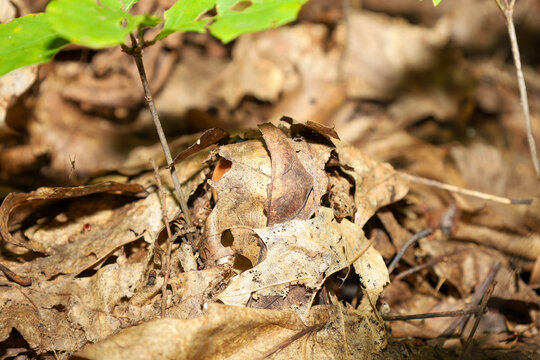 A small forest mushroom barely emerges through a thick layer of dry fallen leaves and twigs. The close-up shot perfectly captures the camouflage of wildlife and the texture of the autumn forest floor.