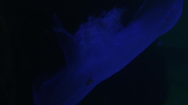blue jellyfish drifting and changing shape as translucent bell and tentacles move through dark underwater surroundings in atmospheric marine life footage
