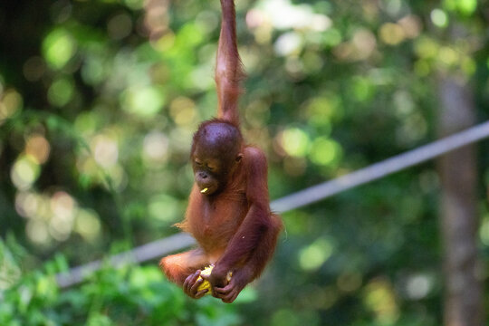 Baby orangutan with a corn on the cob, in Sepiloc, Borneo (horizontal).