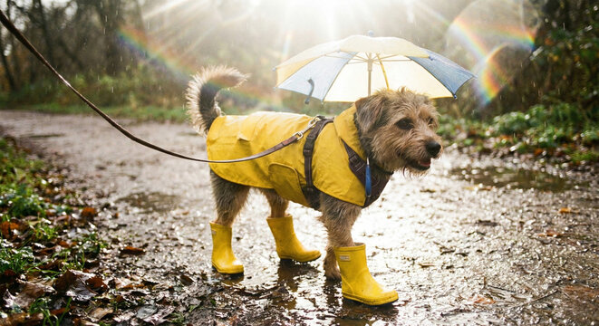 Cute small dog wearing yellow raincoat and boots under umbrella.