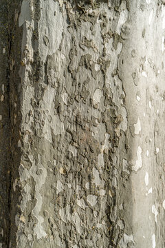 Close up texture background of sycamore plane tree bark with peeling natural pattern