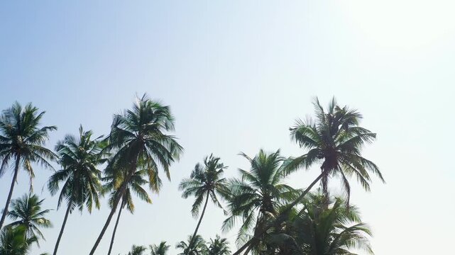 Aerial View of Coconut Palm Trees Against a Bright Blue Sky in Sri Lk