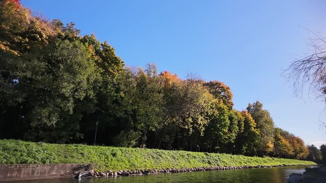 Timelapse Trees with yellow and orange leaves grow along the edge of a river. The sky is clear with no clouds. The scene shows the change of seasons in a park.