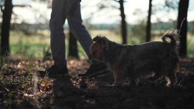 Small terrier dog walking beside owner legs in sunny forest. Curious dog explores ground with grass and fallen leaves. Owner strolls slowly through woodland. Happy dog stays close during forest walk.