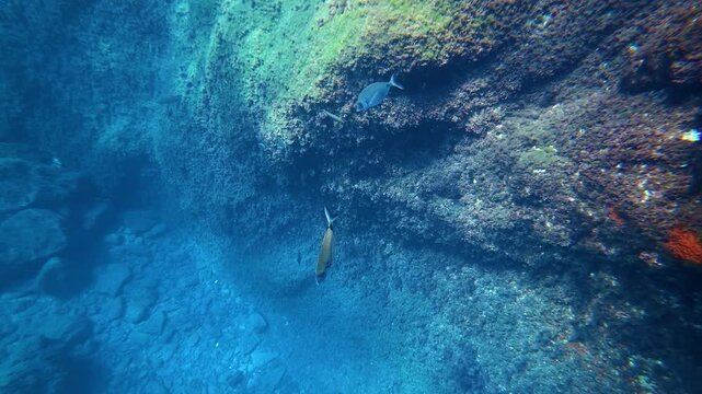 Underwater rocky reef with swimming fish