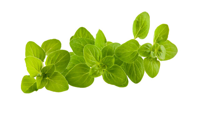 Branch of oregano spices herbs. Fresh spicy herb. Gardening farming, isolated. Green leaves food ingredient for cooking. Isolated PNG.