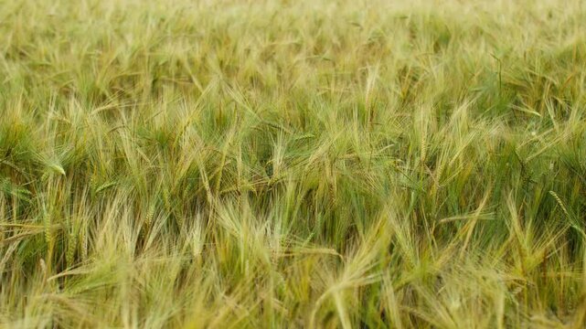 Green barley field swaying in the wind during summer with agricultural plants ripening for harvest