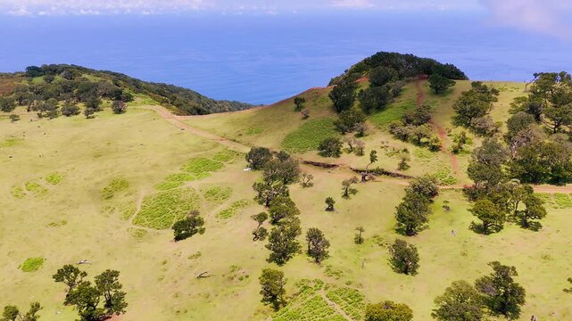 Sunny Fanal Forest hills on Madeira, Portugal. Wide aerial view of rolling terrain and scattered woodland