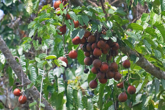 Freely available fruit for primates, in Tabin, Borneo.