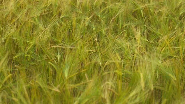 Green wheat field swaying in the wind during a summer day creating a natural texture and background