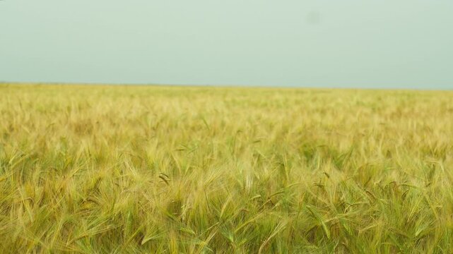 Golden barley field swaying in the wind under an overcast sky during a calm and peaceful summer day showing agricultural richness