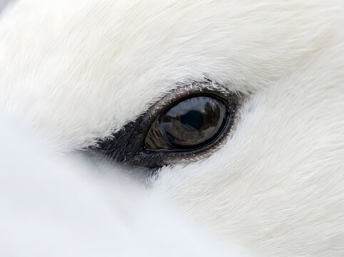 Macro Close Up View of Black Eye of White Swan Surrounded by Feathers