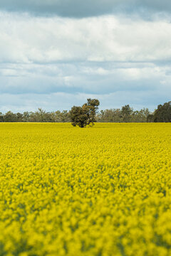 Rural landscape: a solitary tree rises from a sweeping field of flowering canola beneath layered blue-grey clouds, with more trees on the horizon, Donald, Victoria, Australia