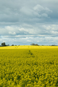 Rural landscape: vibrant canola field stretches across gently rolling farmland under expansive cloud-filled sky, with tractor tracks and distant trees on horizon, Donald, Victoria, Australia