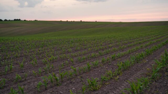 Young corn plants growing in rows in a field at sunset with rolling hills in the background