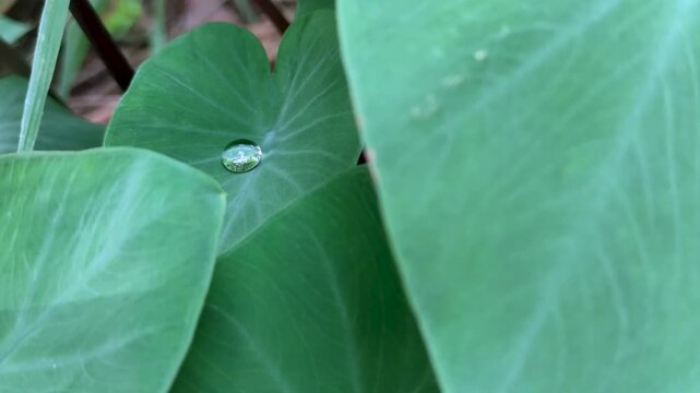 Close-up of water droplets resting on green taro leaf, with natural morning dew effect.