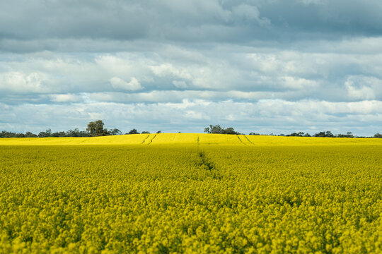 Rural landscape: vibrant canola field stretches across gently rolling farmland under expansive cloud-filled sky, with tractor tracks and distant trees on horizon, Donald, Victoria, Australia