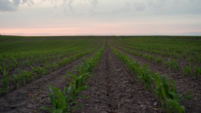 Low angle moving shot through a young corn field at sunset with rows of green sprouts extending to the horizon