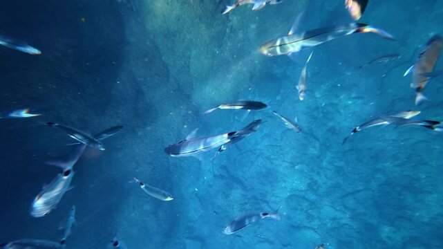 School of fish swimming over rocky seafloor. Oblada melanura, saddled seabream
