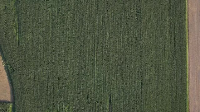 Aerial top-down view of a vast green cornfield moving forward during summer