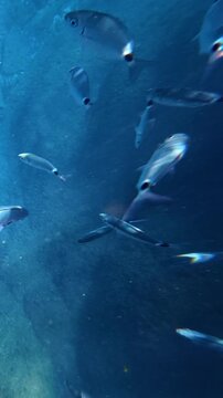 School of silver fish swimming underwater. Oblada melanura, saddled seabream
