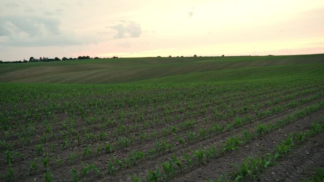 Scenic countryside with young corn sprouts growing in a vast agricultural field at sunset showing farming and nature