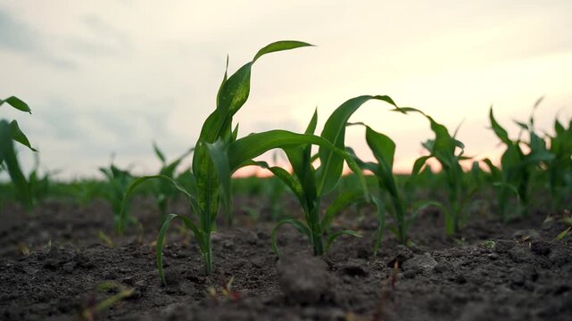Young green corn growing in a field at sunset with rows of maize seedlings in the soil and a beautiful sky on the horizon