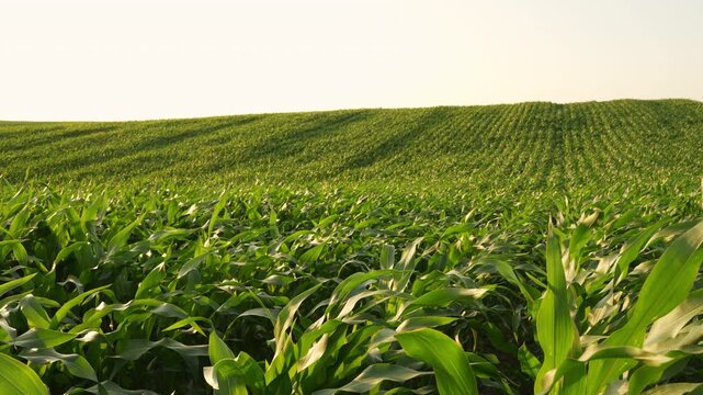 Lush green cornfield waving in the wind under a warm sunset light on a rolling hill in the countryside