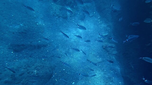 School of fish swimming over a rocky seabed. Oblada melanura, saddled seabream