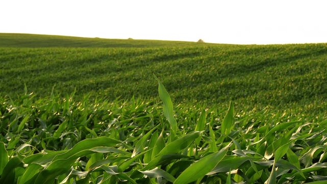 Lush green cornfield waving in the wind with rolling hills in the background during golden hour on an isolated white background