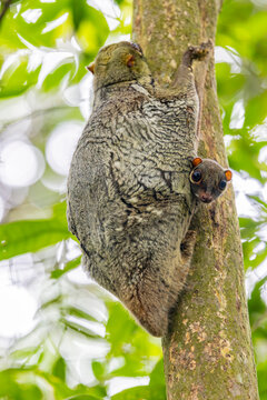 A baby wild Sunda flying lemur (Galeopterus variegatus) found in lower peirce reservoir.
It is covered by its mum. 
is not a lemur and does not fly. Instead, it glides as it leaps among trees. 