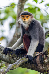 The red-shanked douc (Pygathrix nemaeus), is a species of Old World monkey, among the most colourful of all primates, an arboreal and diurnal monkey that eats and sleeps in the trees of the forest. © Danny Ye