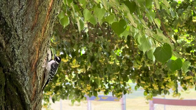 Handheld shot of two downy woodpeckers pecking amid green foliage near Kamloops, British Columbia, in natural light.