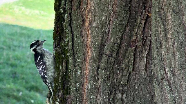 Handheld shot of a downy woodpecker pecking at a tree trunk near Kamloops, British Columbia, in natural light.