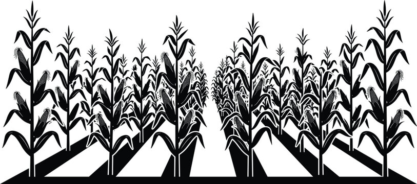 Cornfield rows in black silhouette, a perspective view of agricultural farming illustration.